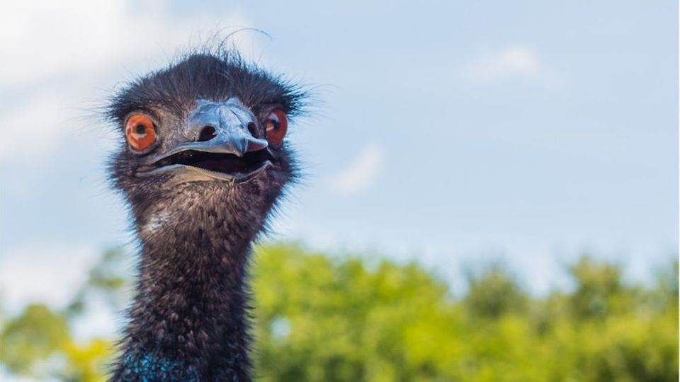 Verbot Fur Freche Vogel Australischer Wirt Verbannt Emus