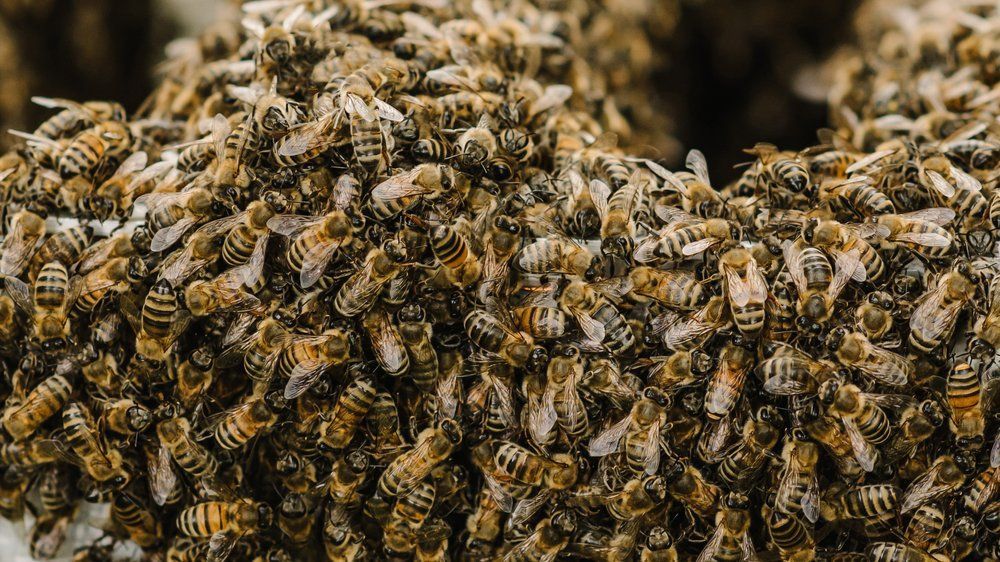 Shock discovery: 50,000 bees behind a child's bedroom wall