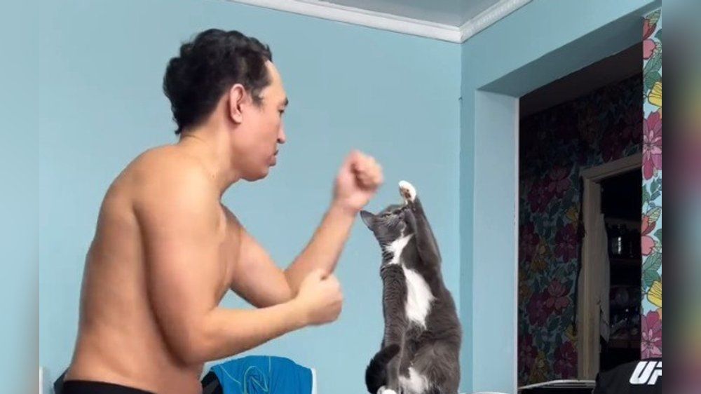 Süß! MMA-Kämpfer trainiert mit seiner Katze