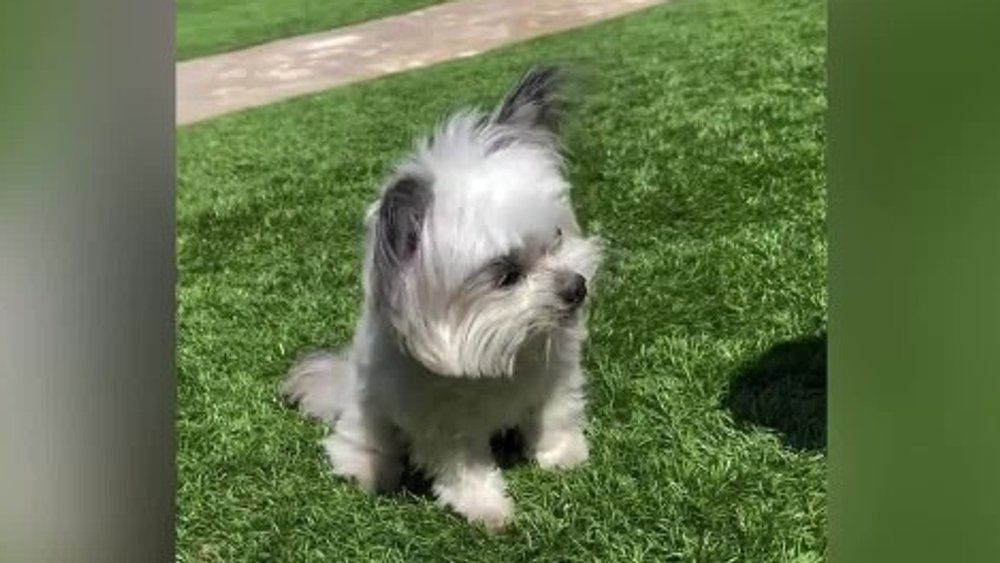 Er ging mit High-Fives viral: Therapiehund Norbert ist tot