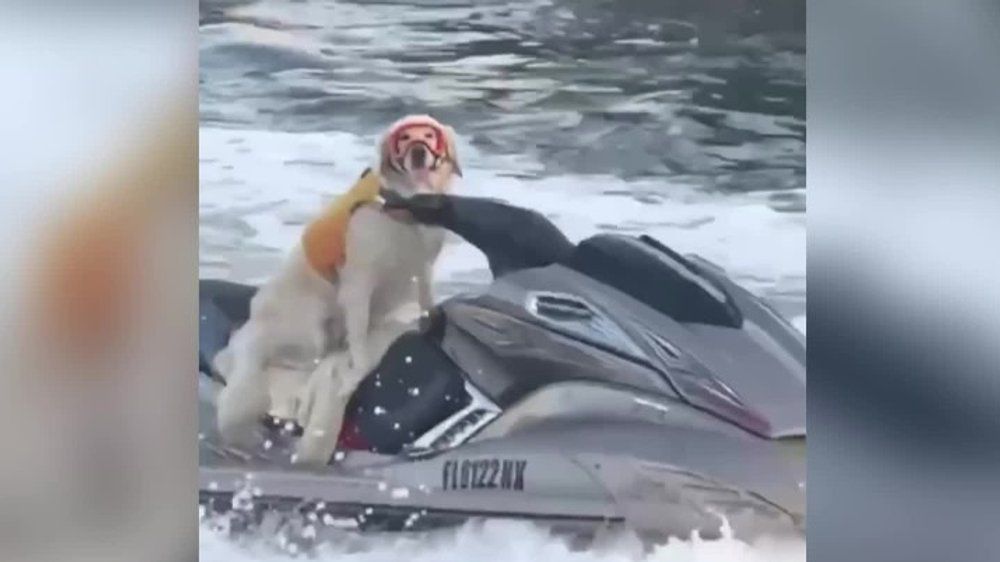 Video: Cooler geht's nicht: Hund fährt auf Jetski Fluss entlang