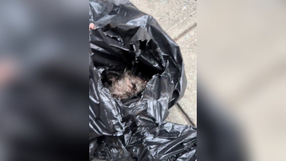 Woman finds severely injured dog in trash bags