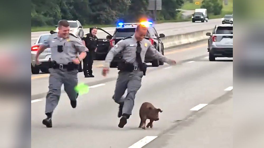 Video: Polizisten jagen Schwein auf der Autobahn