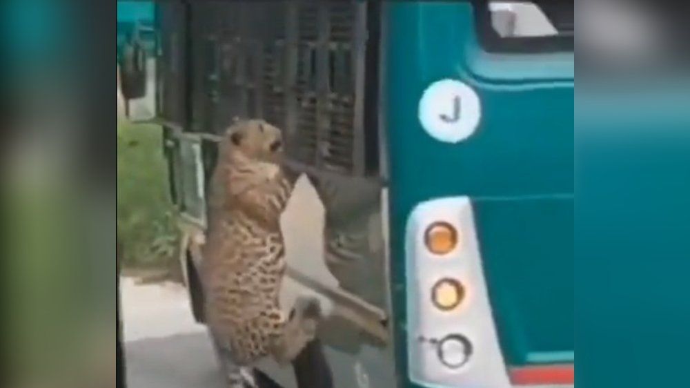 Video: Schock auf Safari: Plötzlich greift ein Leopard an