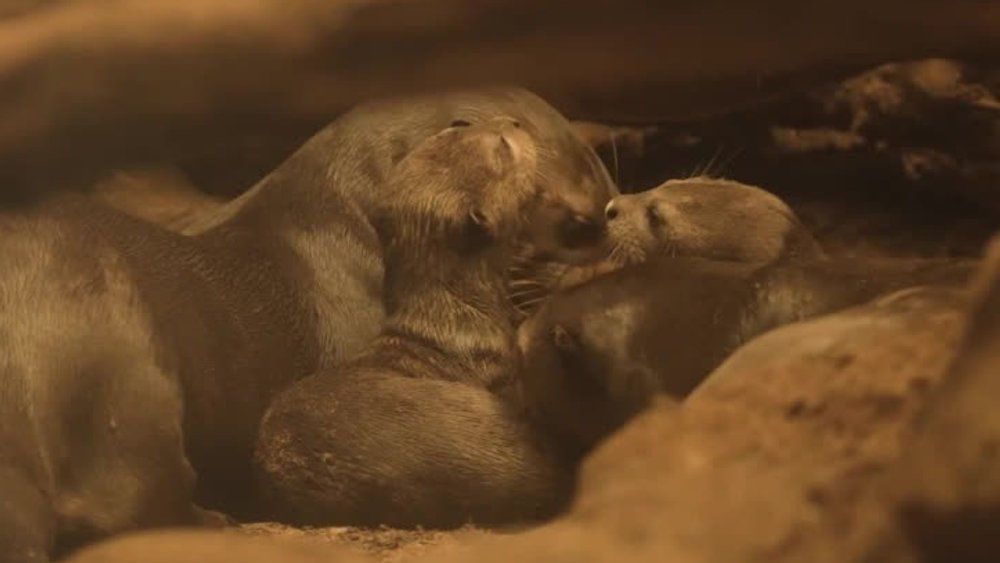 Video: Drillinge! Zoo freut sich über seltenen Otter-Nachwuchs