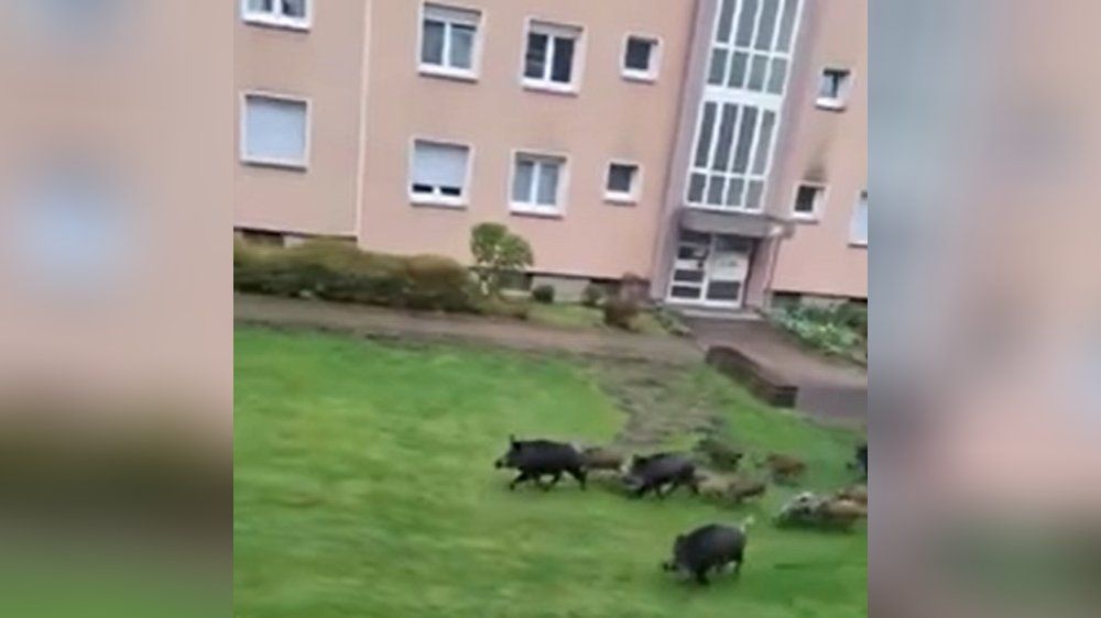 Video: In dieser Stadt erobern Wildschweine ganze Wohngebiete