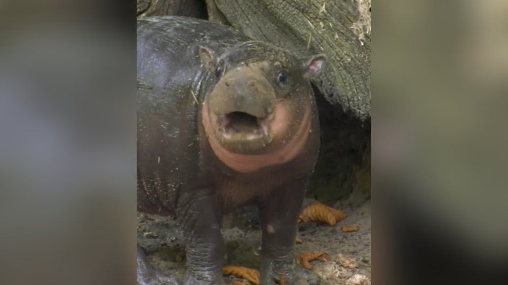 Video: Von Brötchen kann dieses Hippo-Baby nicht genug bekommen