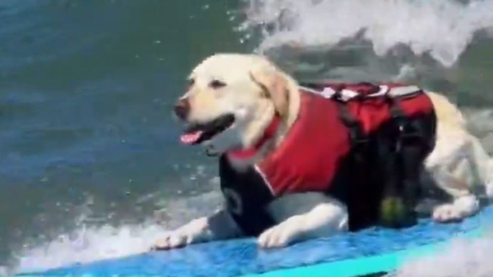 Video: Surfende Hunde begeistern das Internet