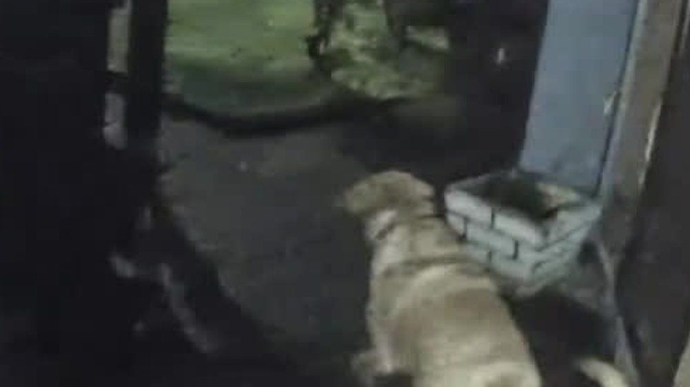 Video: Von wegen bester Freund: Labrador verrät sein Herrchen an die Polizei