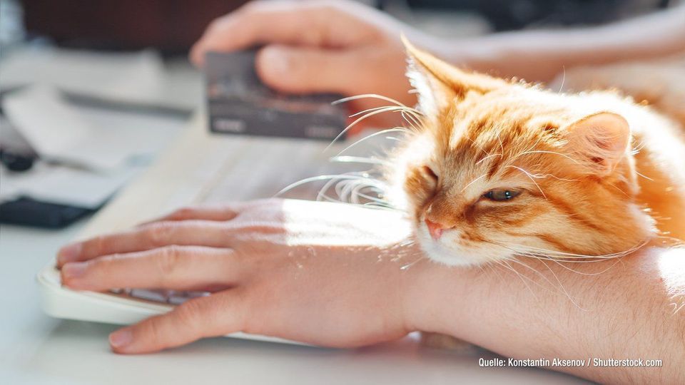 Darum setzen sich Katzen immer auf die Tastatur des PCs