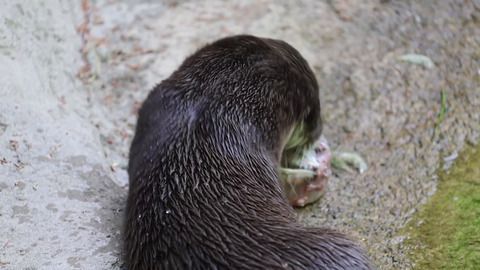Eistorte zum Weltottertag: Otter wieder zahlreich im Nordosten