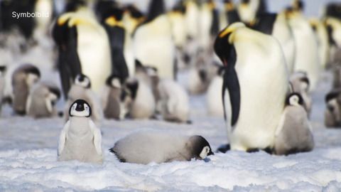 Eisschwund bringt tausenden Kaiserpinguin-Küken den Tod
