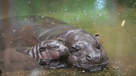 Duisburger Zoo: Hippo-Baby «Mufaro» zeigt sich Besuchern