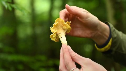 Regenreicher Sommer macht Pilzsammlern Hoffnung
