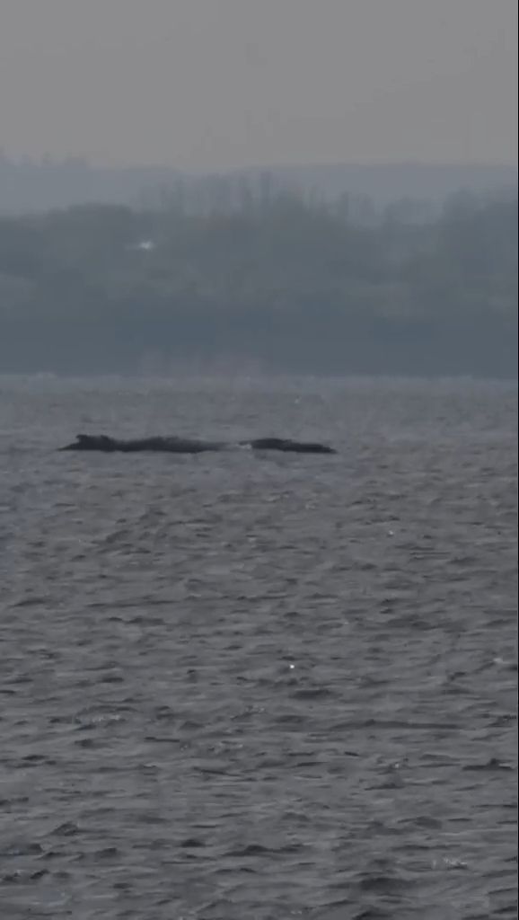 Video: Er schwimmt, er schwimmt nicht: Forscher will Rettung von Buckelwal einstellen