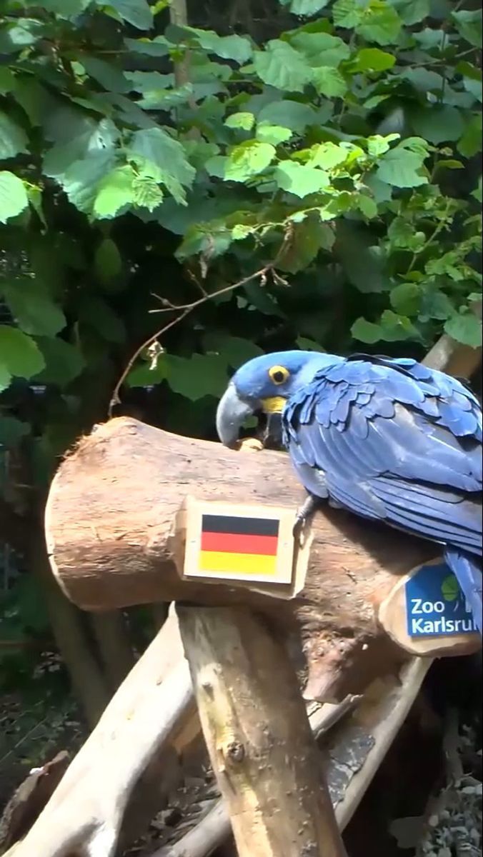Video: Einigkeit beim WM-Auftakt: Deutschland Favorit bei den ARAkeln