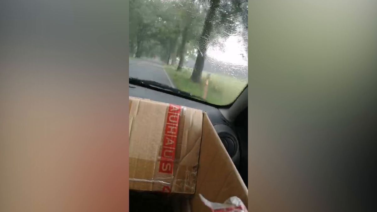 «Mama, Mama!»: Video zeigt, wie Mutter und Tochter im Auto von umstürzendem Baum überrascht werden