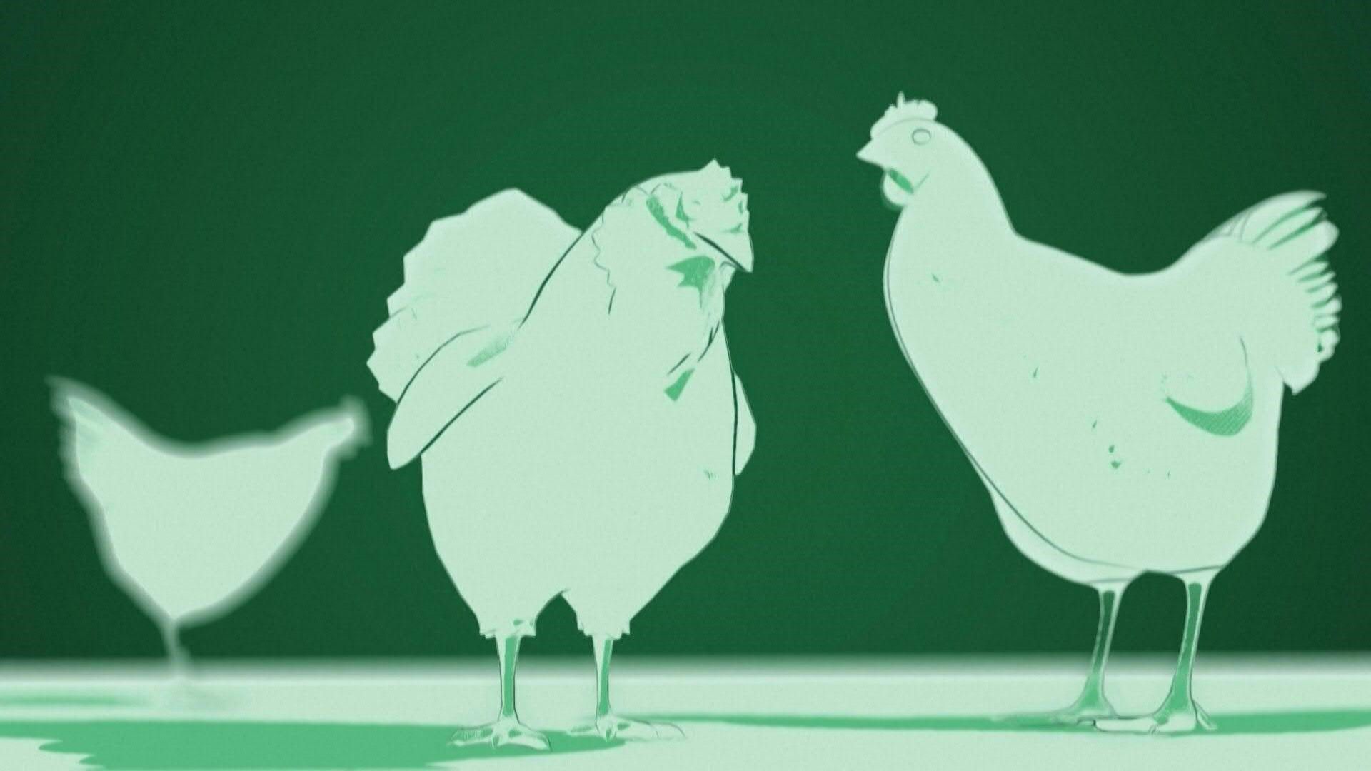 Videografik: Die Vogelgrippe