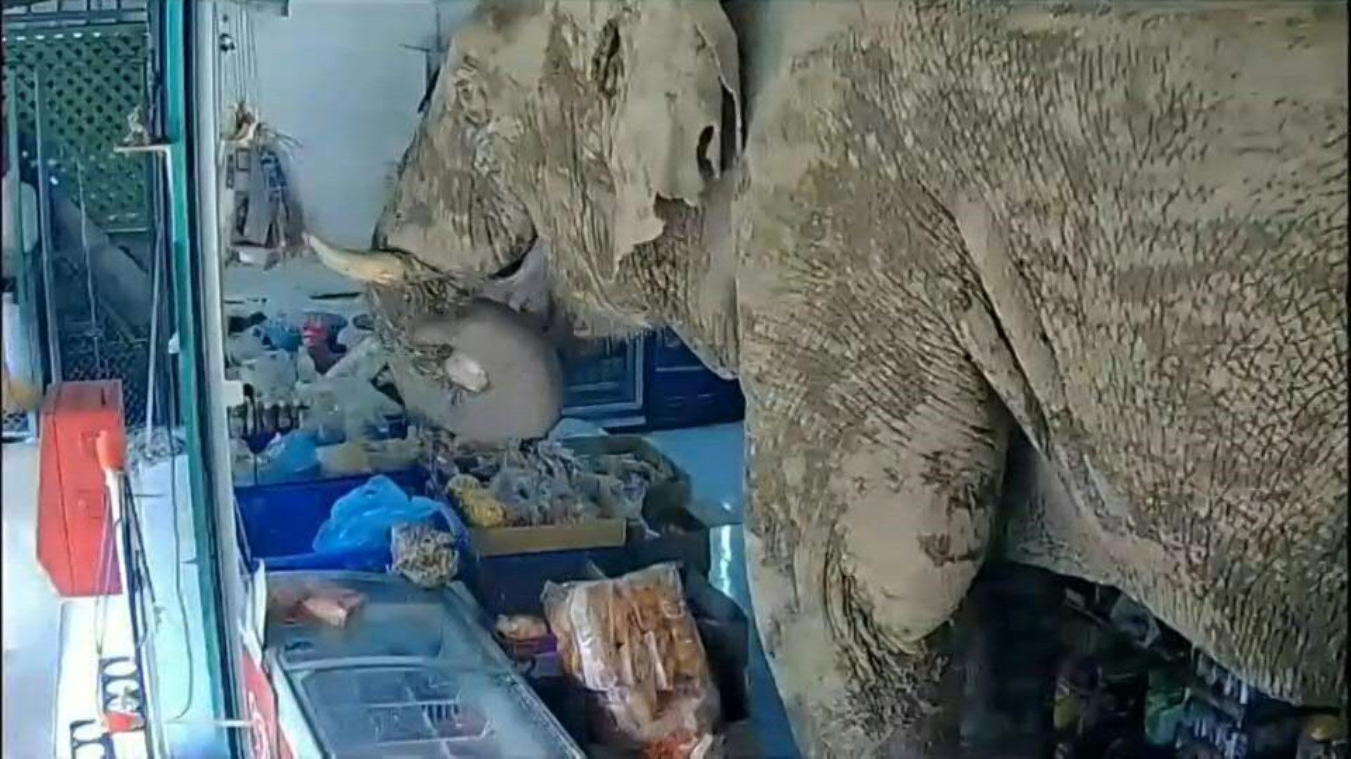 Search for Snacks: Elephant Walks into Convenience Store