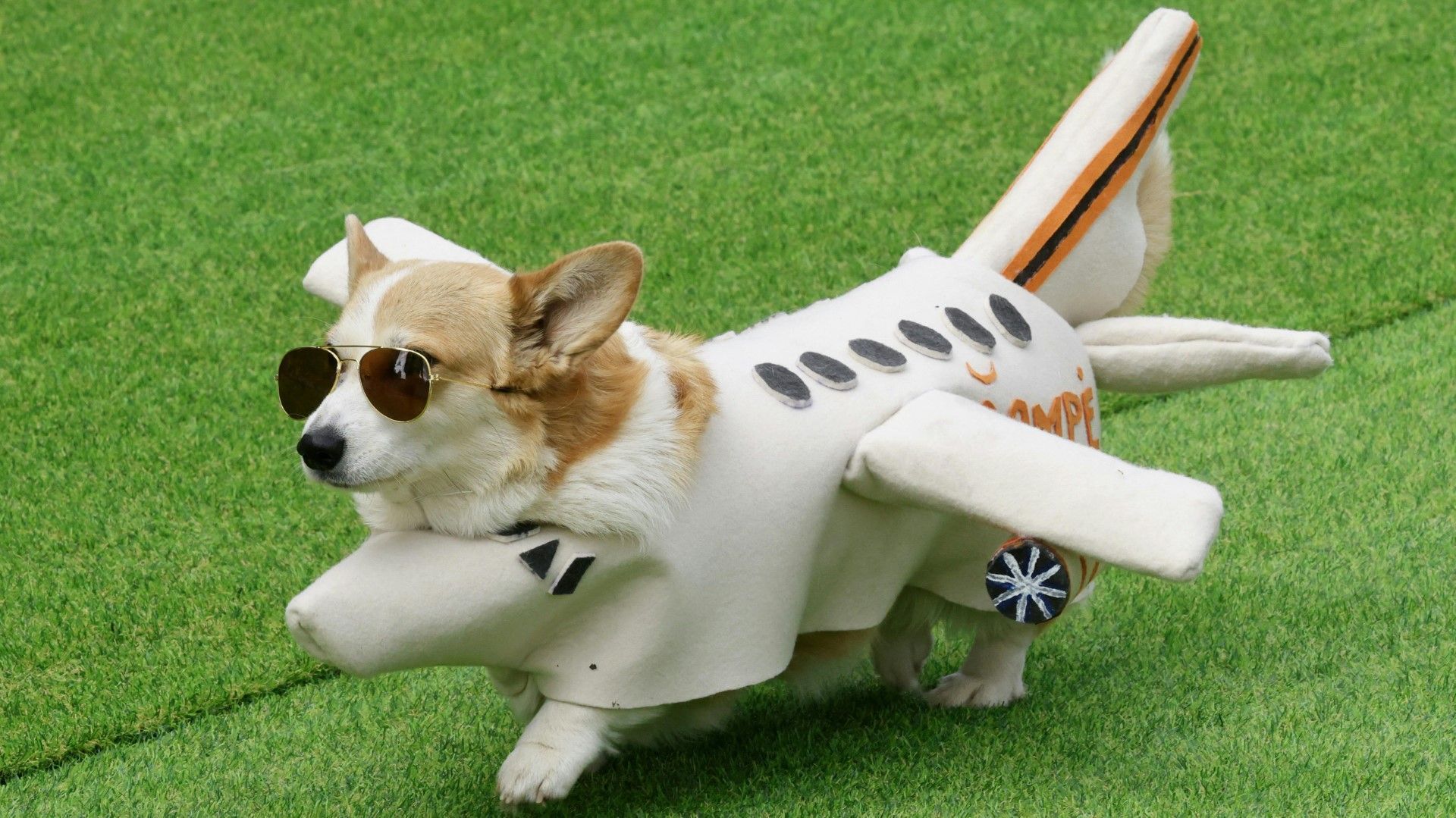 Short Legs, Long Ears: Corgis Racing Here