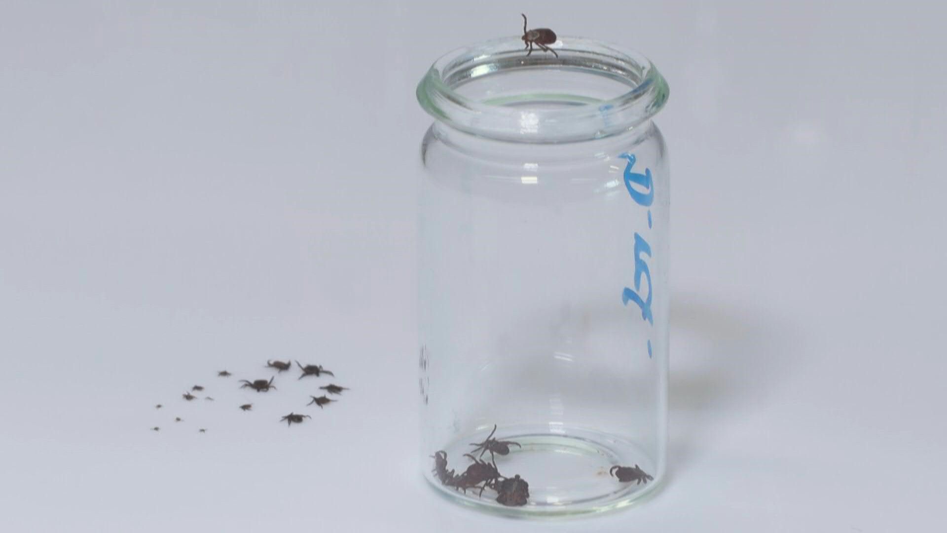 Video: So schützt man sich vor Zecken