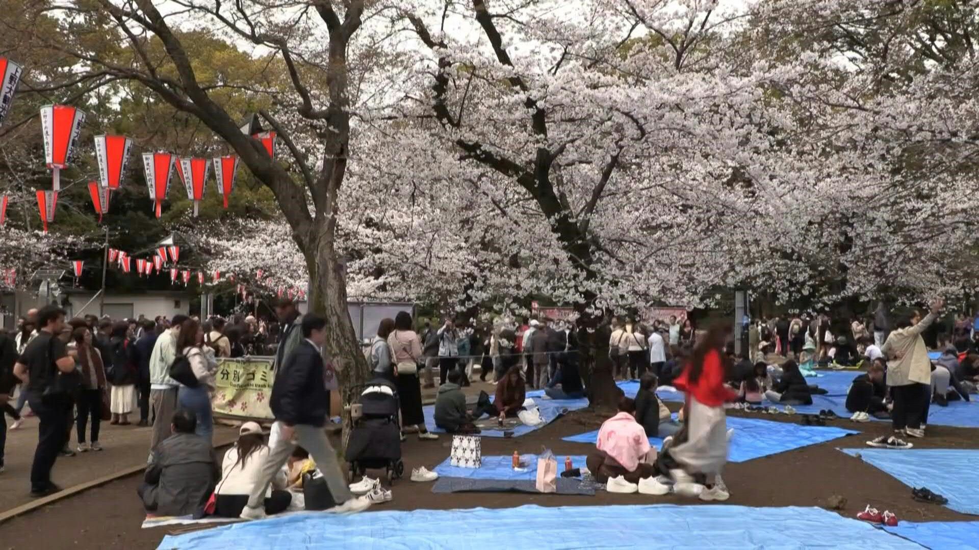 Video: Japanese cherry blossoms near full bloom