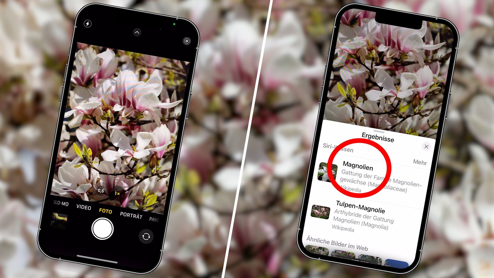 Ganz ohne App: Pflanzen bestimmen mit dem iPhone – so geht es
