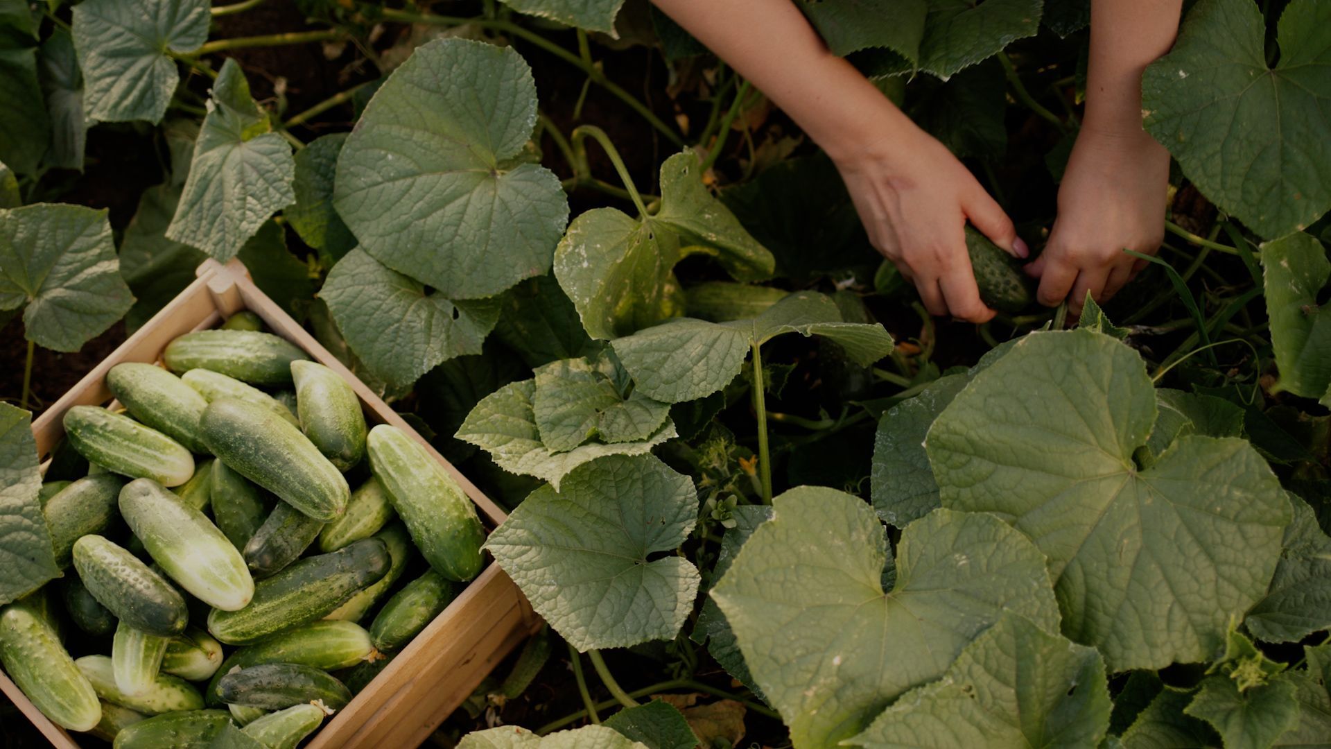 Cucumbers in the Garden: These Neighbors Are Not Liked by the Vegetables
