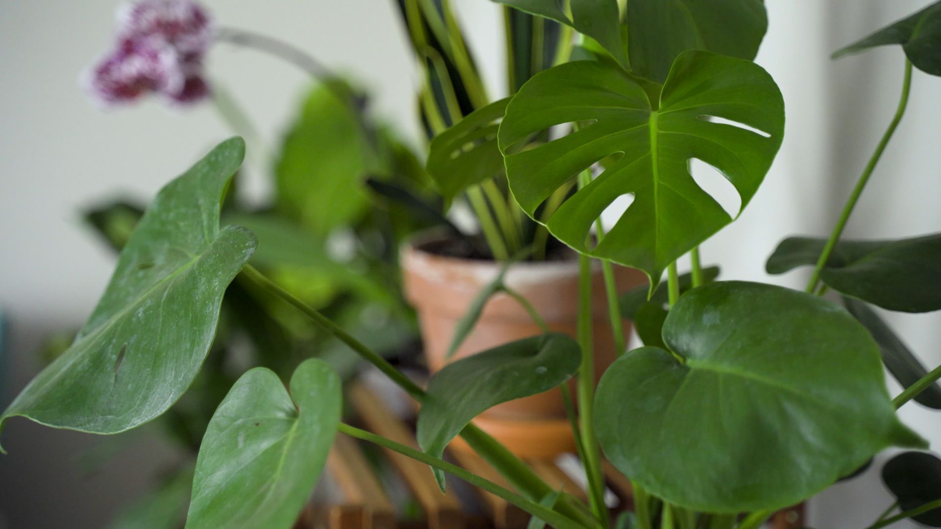 Propagating Monstera: How to Successfully Grow New Plants from Cuttings