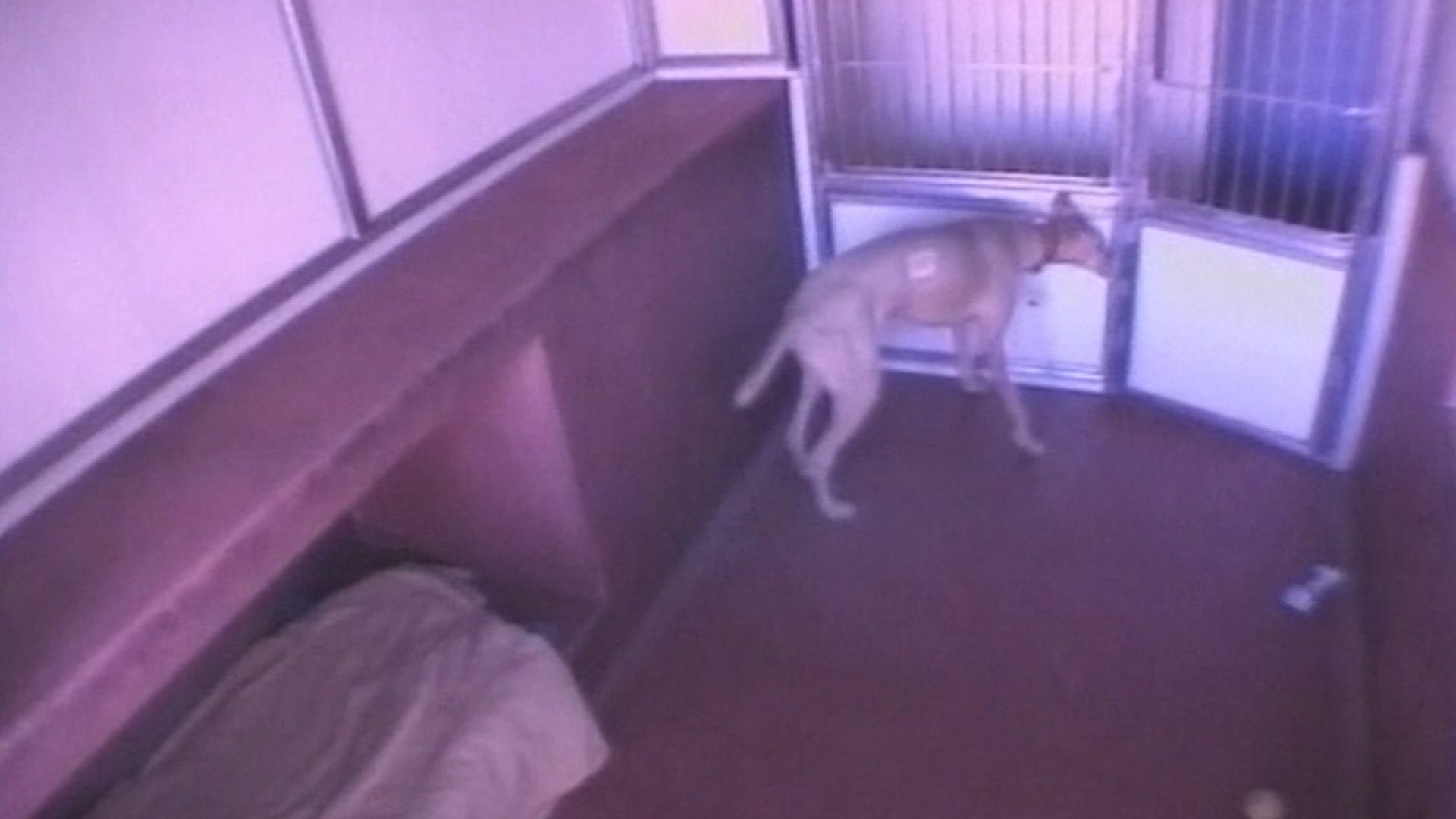 Dogs escaping from kennel