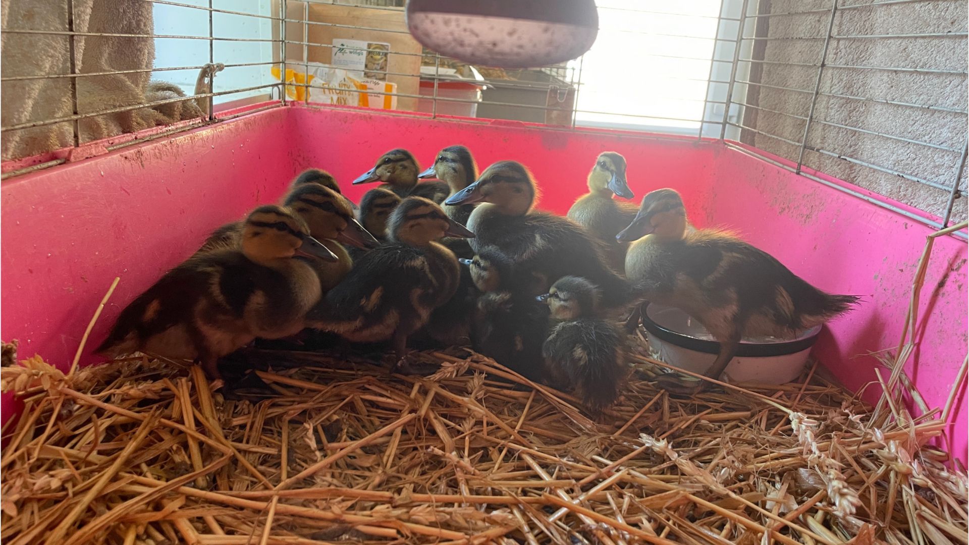 Eine Autobahn-Blockade saved their lives: Happy End for orphaned ducklings