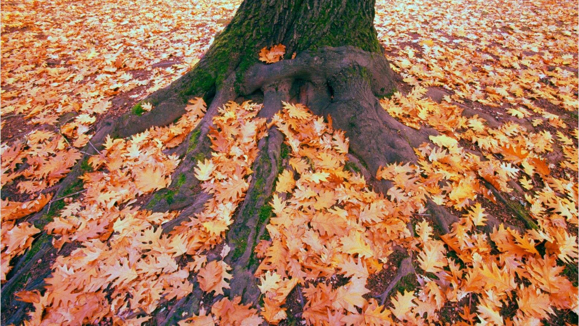 Leaving autumn leaves lying around: How fallen leaves help nature