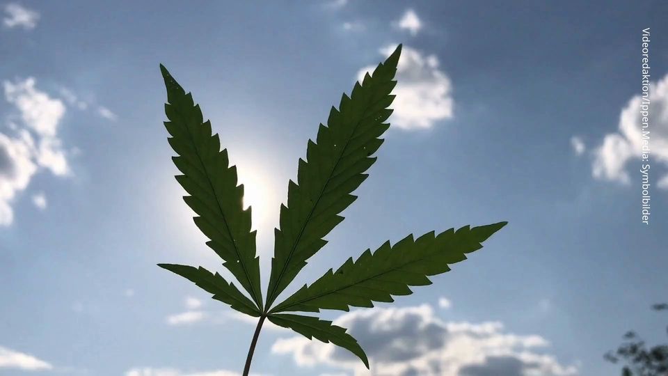 Rechtliche Konsequenzen und Strafen für den illegalen Anbau von Marihuana