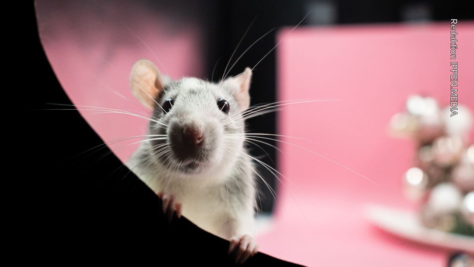 Ratten vertreiben: Drei Gerüche schlagen die Nager in die Flucht