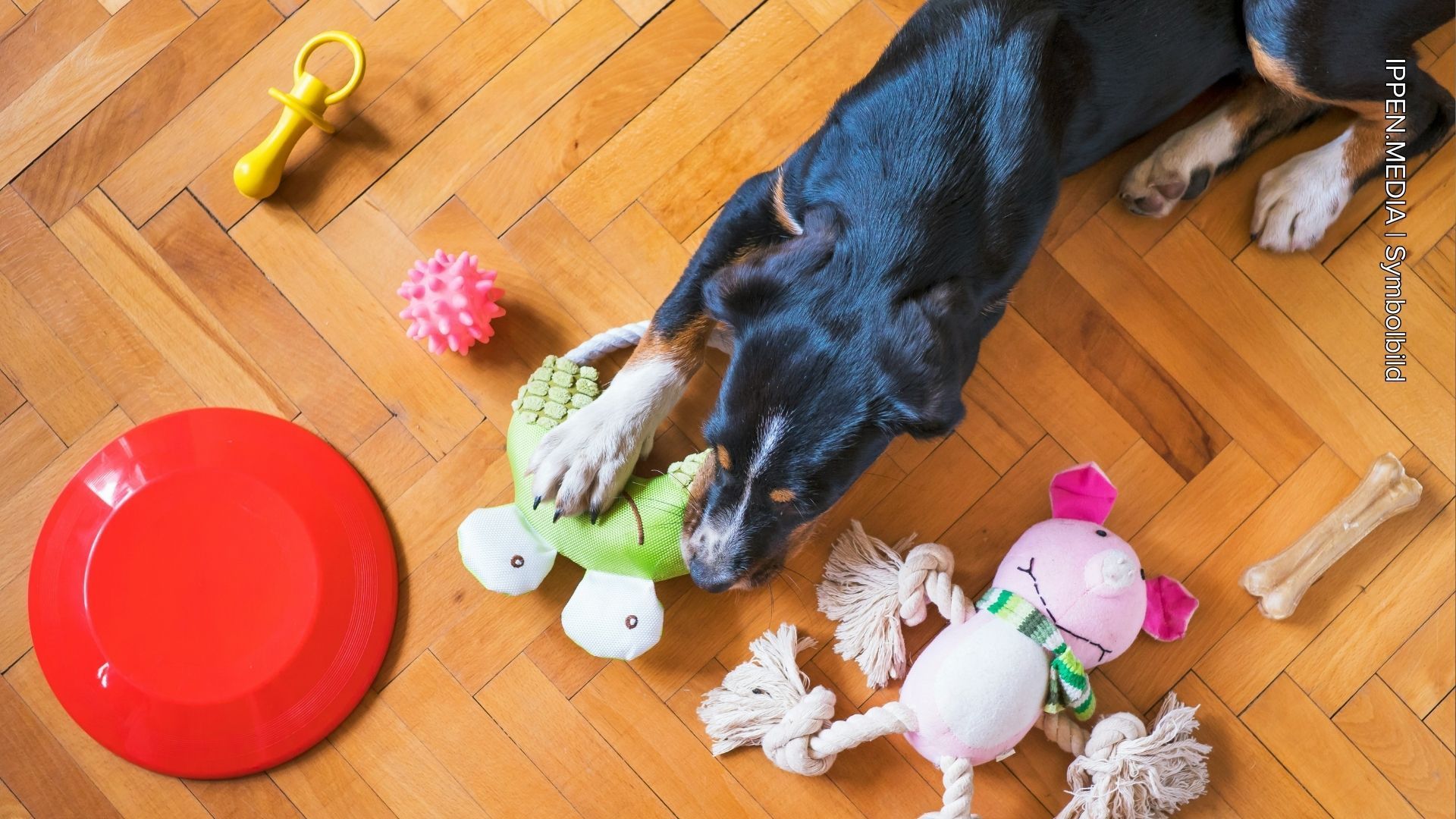 Sicheres Hundespielzeug im Test: Was du wissen musst
