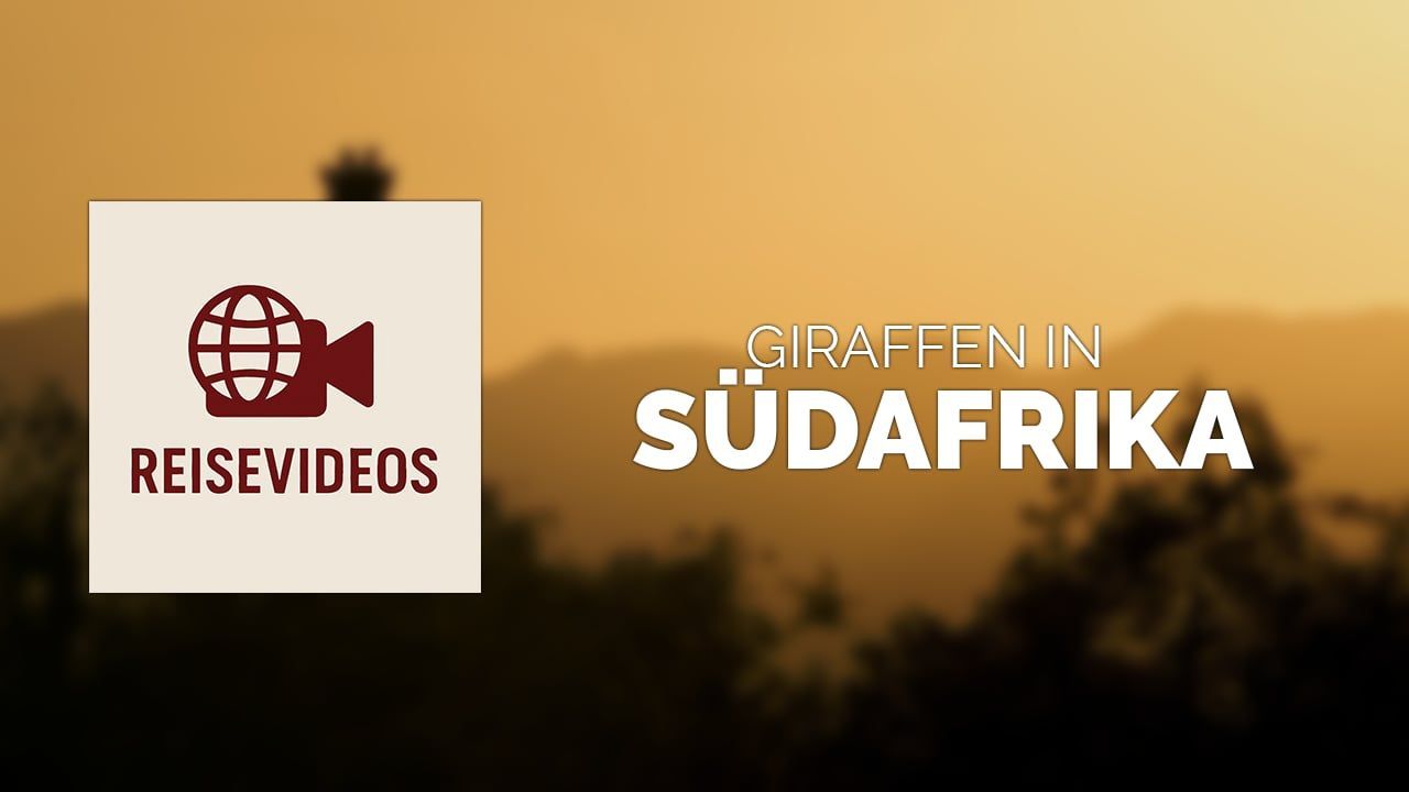Travel Videos: Giraffe Watching in South Africa