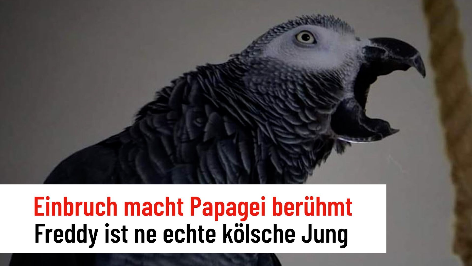 Break-in at Cologne DJ makes his parrot famous