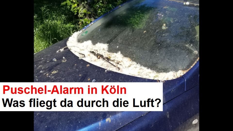 Video: Puschel-Alarm in Köln