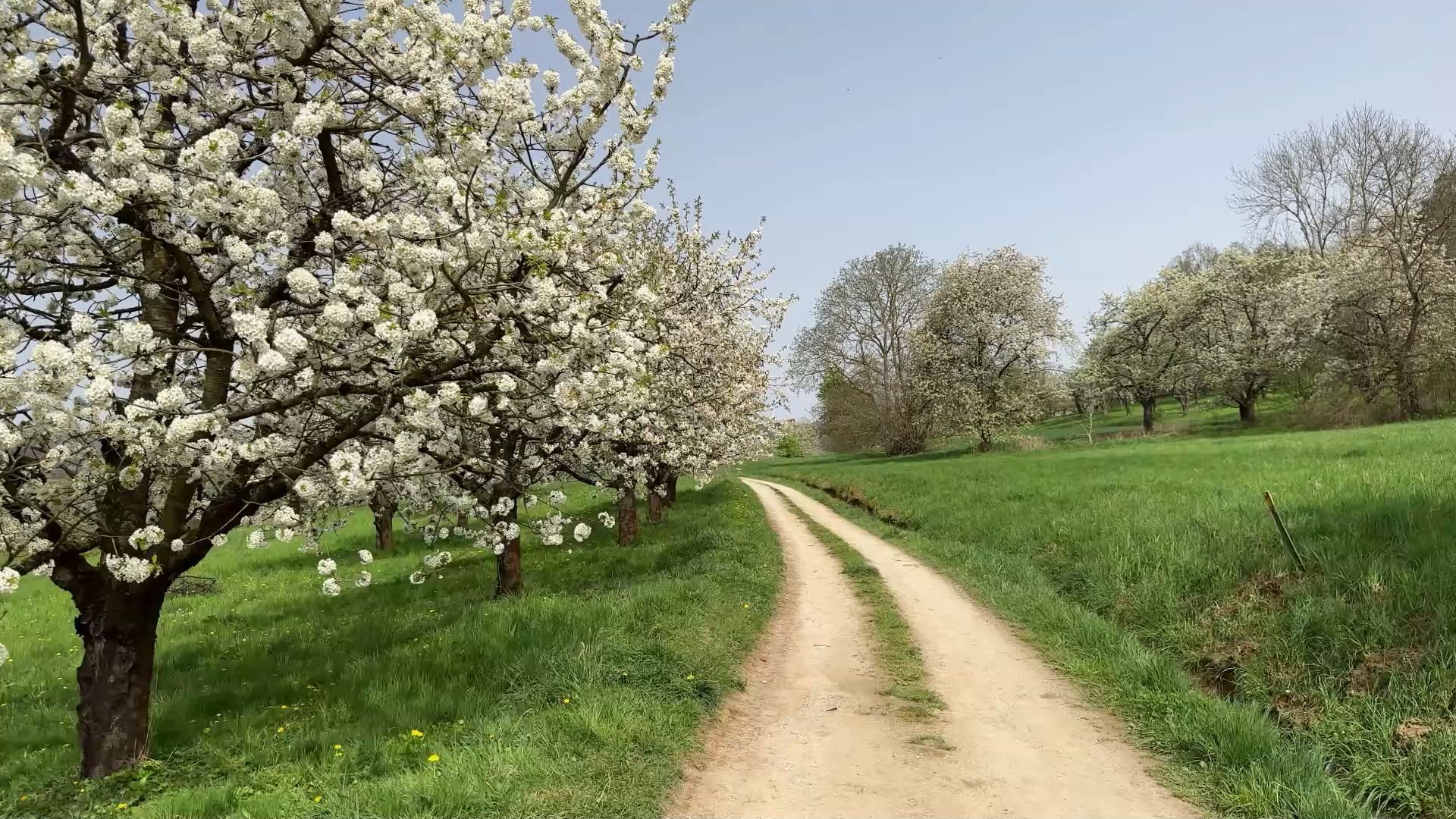 Pretzfeld Cherry Trail: Beautiful cherry blossoms in Franconian Switzerland