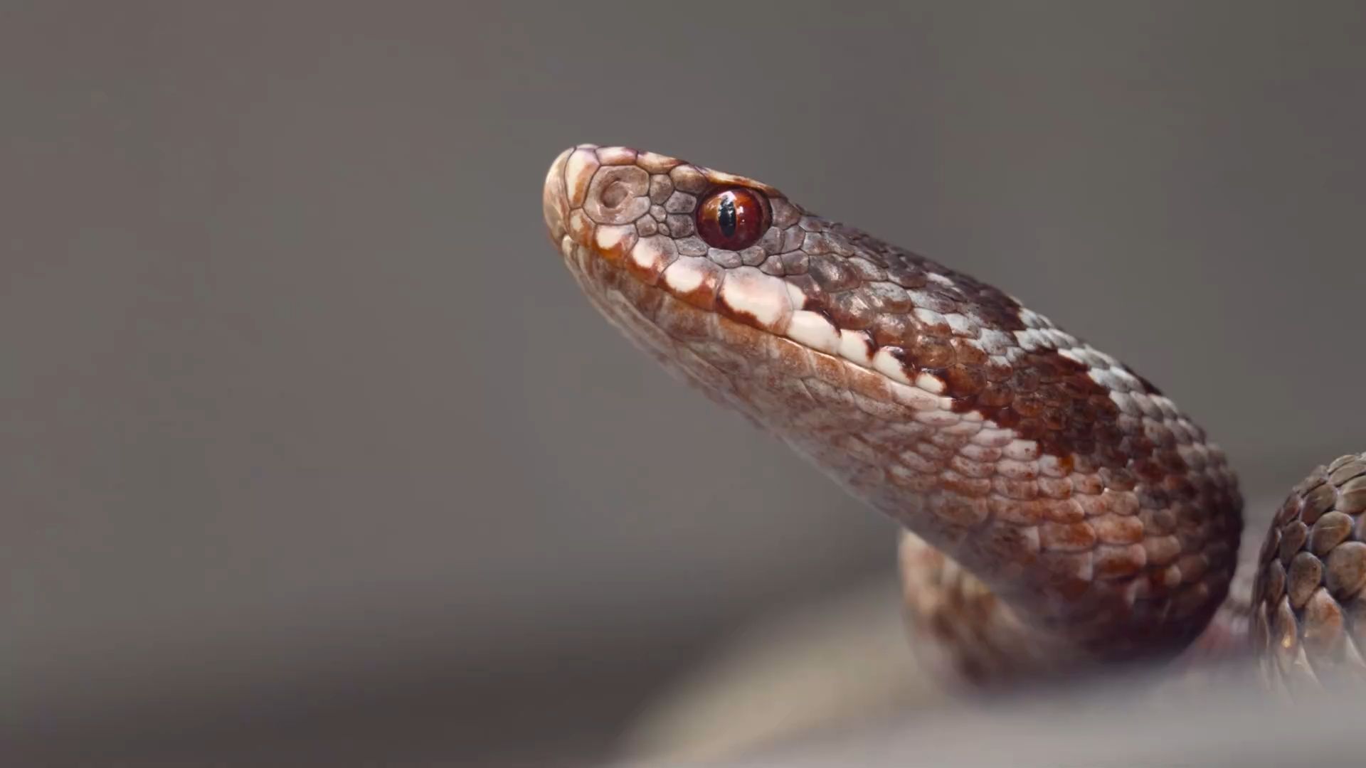 The 8 Most Poisonous Animals in Germany: How Their Venom Works