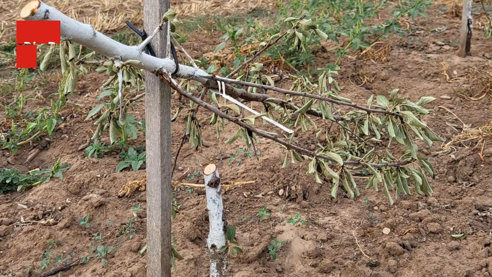 100 Obstbäume zerstört: Videos zeigen massive Zerstörung - Betreiber mit Aufruf