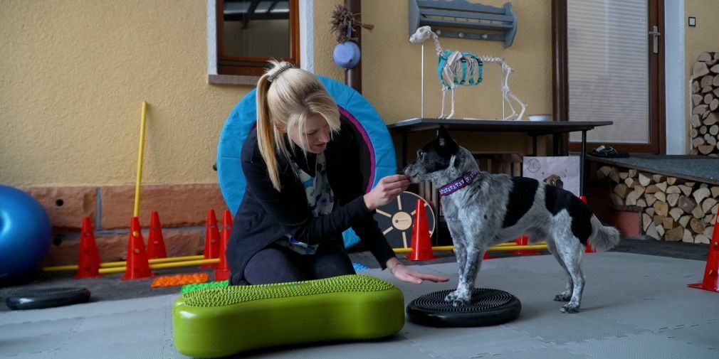 "Den Tieren helfen - Das macht den Beruf der Hundephysiotherapeutin aus"