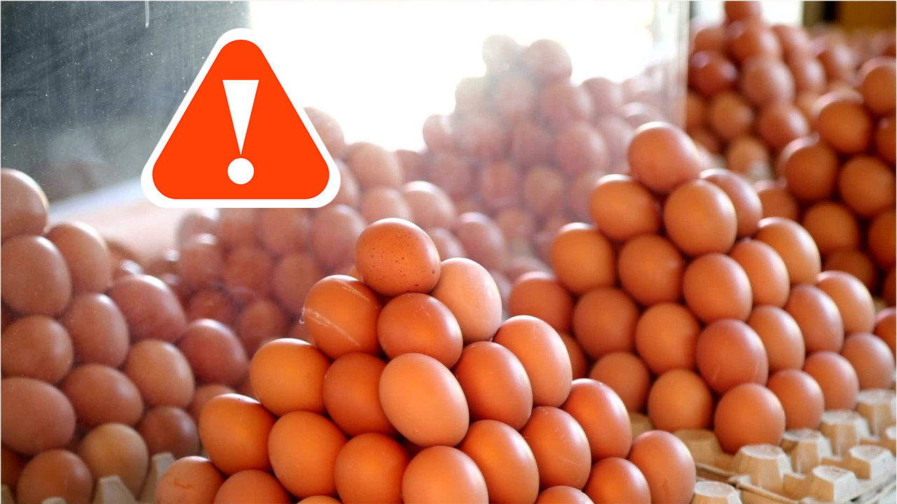 Nicht nur zu Ostern spannend: Kann man eigentlich zu viele Eier essen?