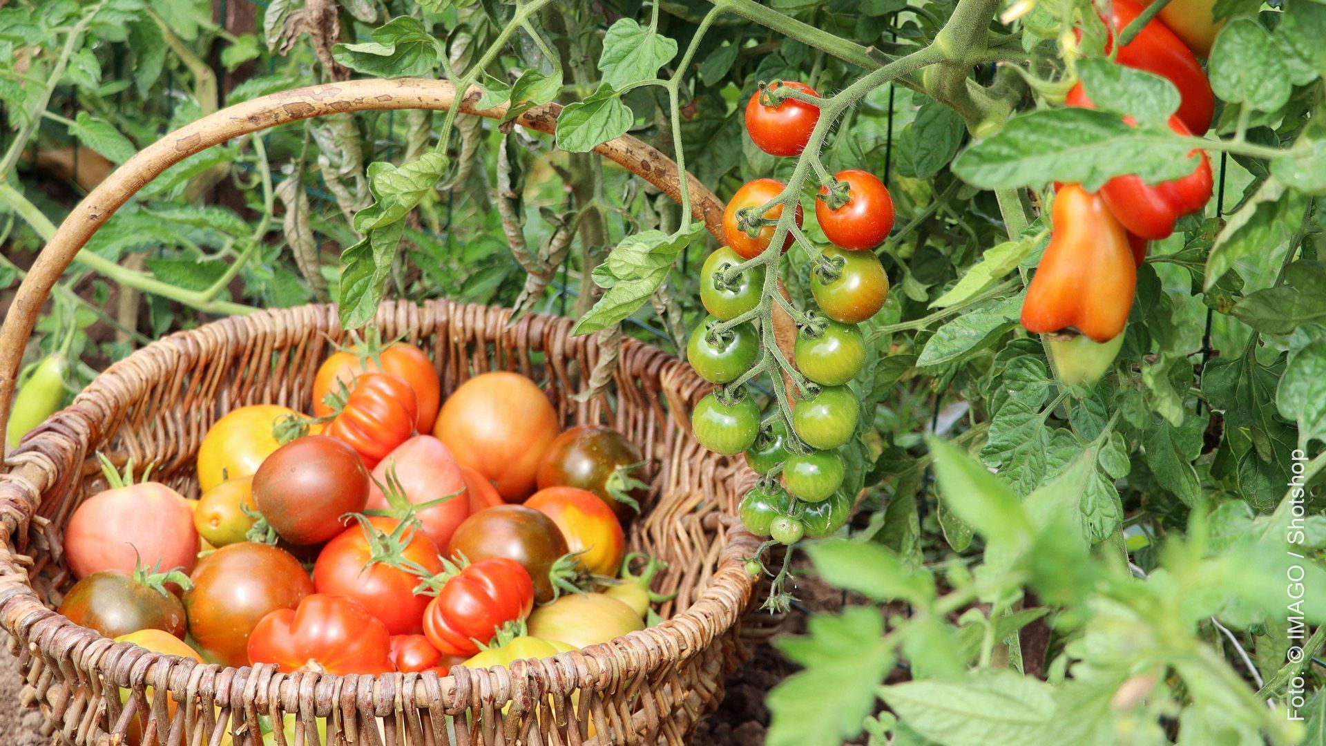 Tomaten gießen – auf die richtige Wassermenge kommt es an