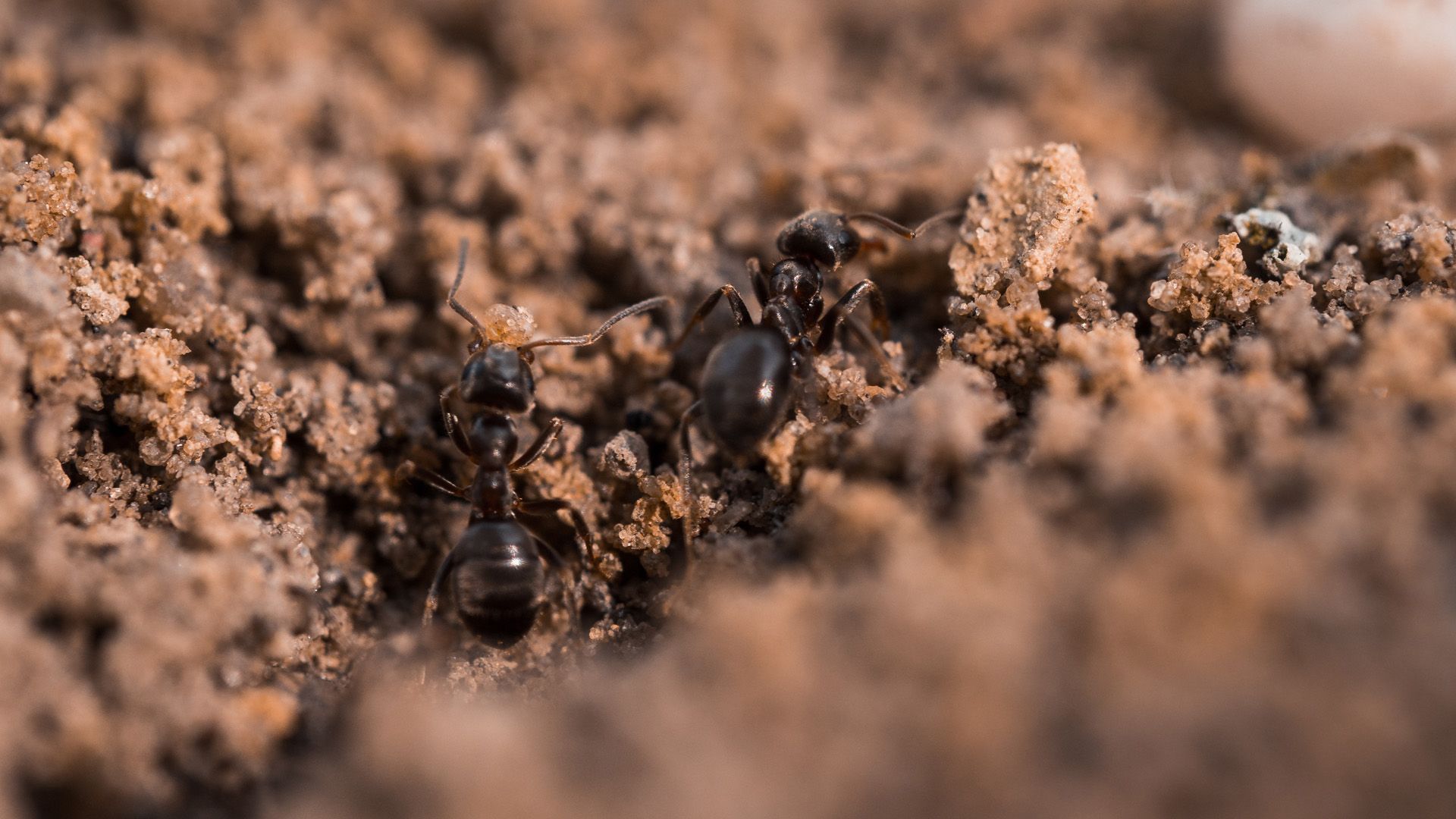 Das hilft gegen Ameisen im Blumentopf