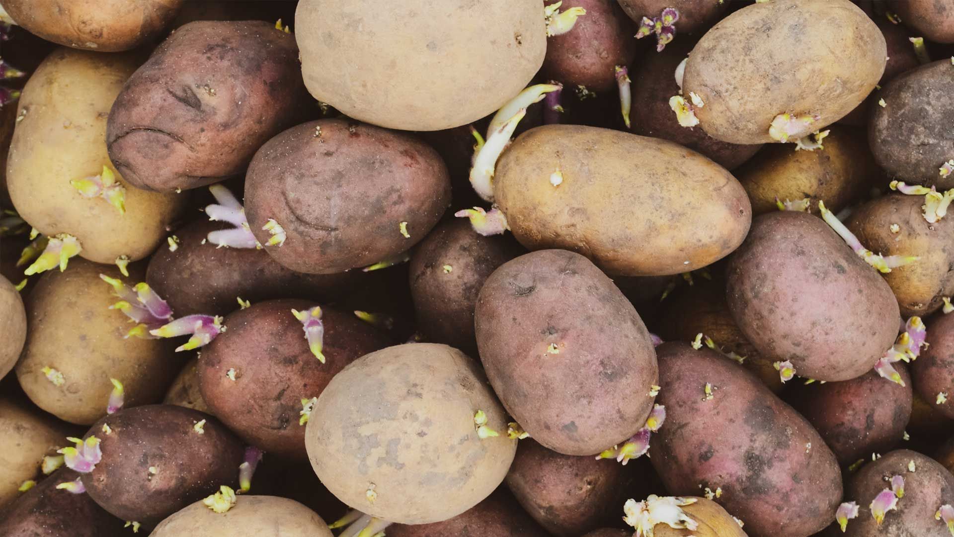 Kitchen trick against sprouting potatoes - you only need one spice