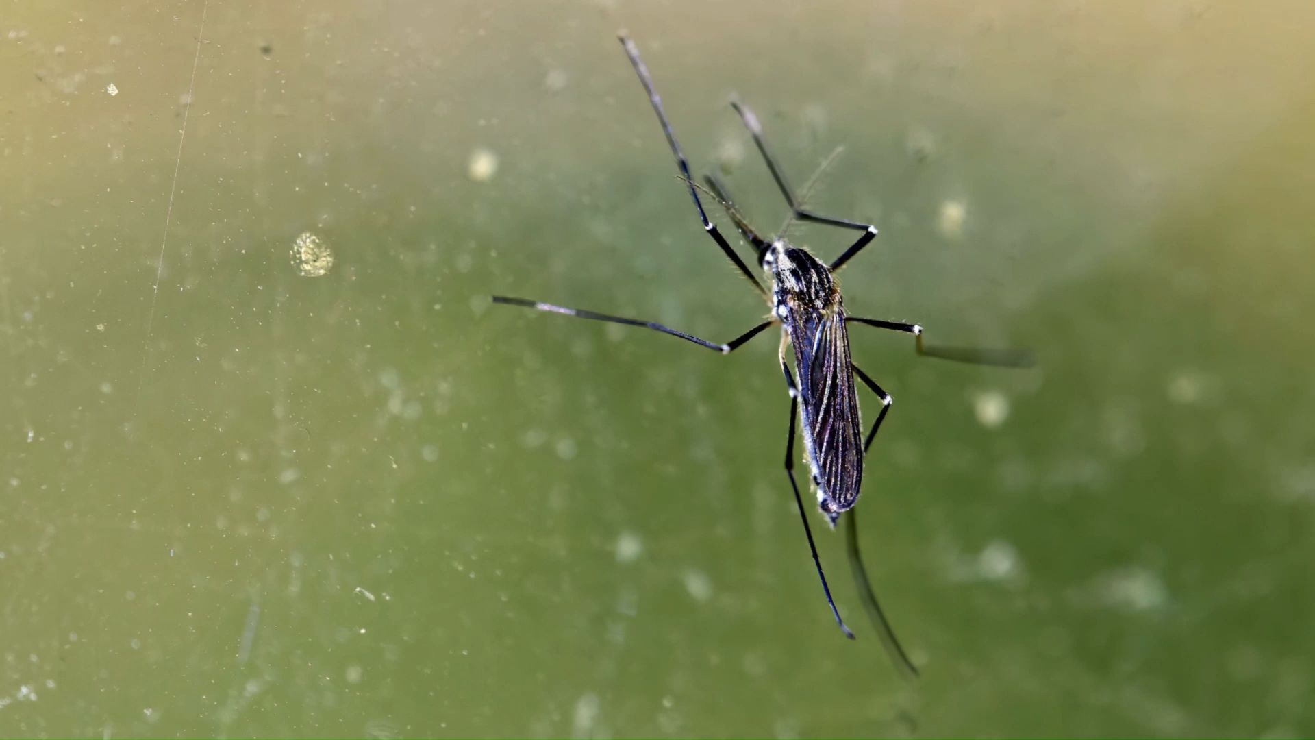Wird 2021 ein Mückenjahr? Was Sie gegen die Plagegeister tun können
