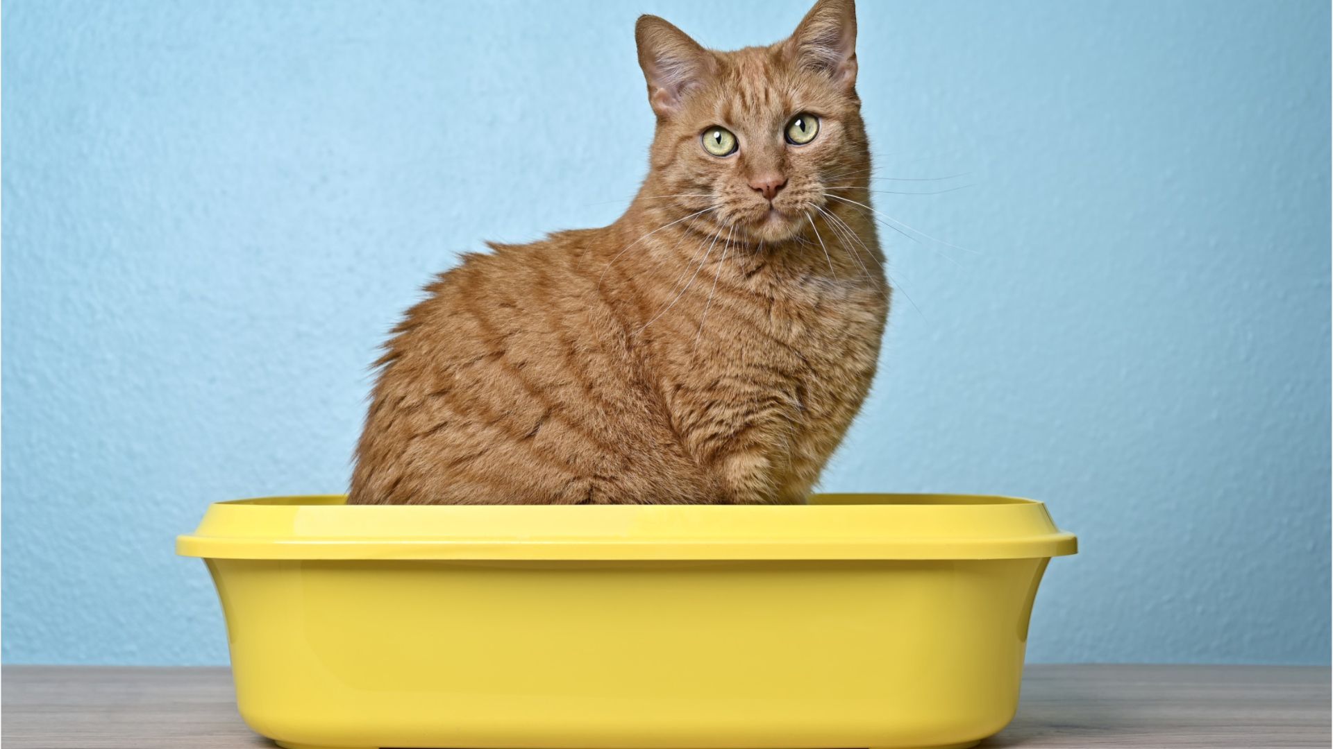 Video: Katzenstreu – "Öko-Test" empfiehlt Pflanzenfasern