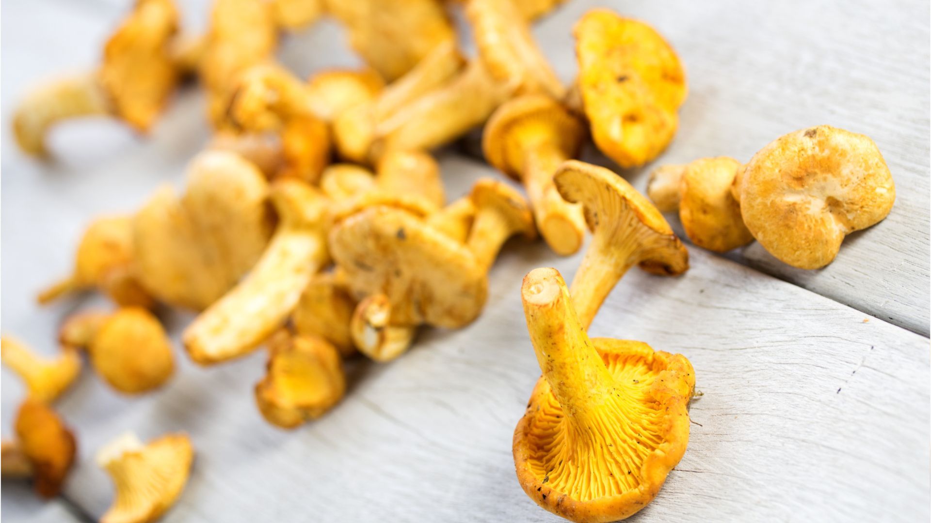 Mit Mehl: So lassen sich Pfifferlinge fix putzen