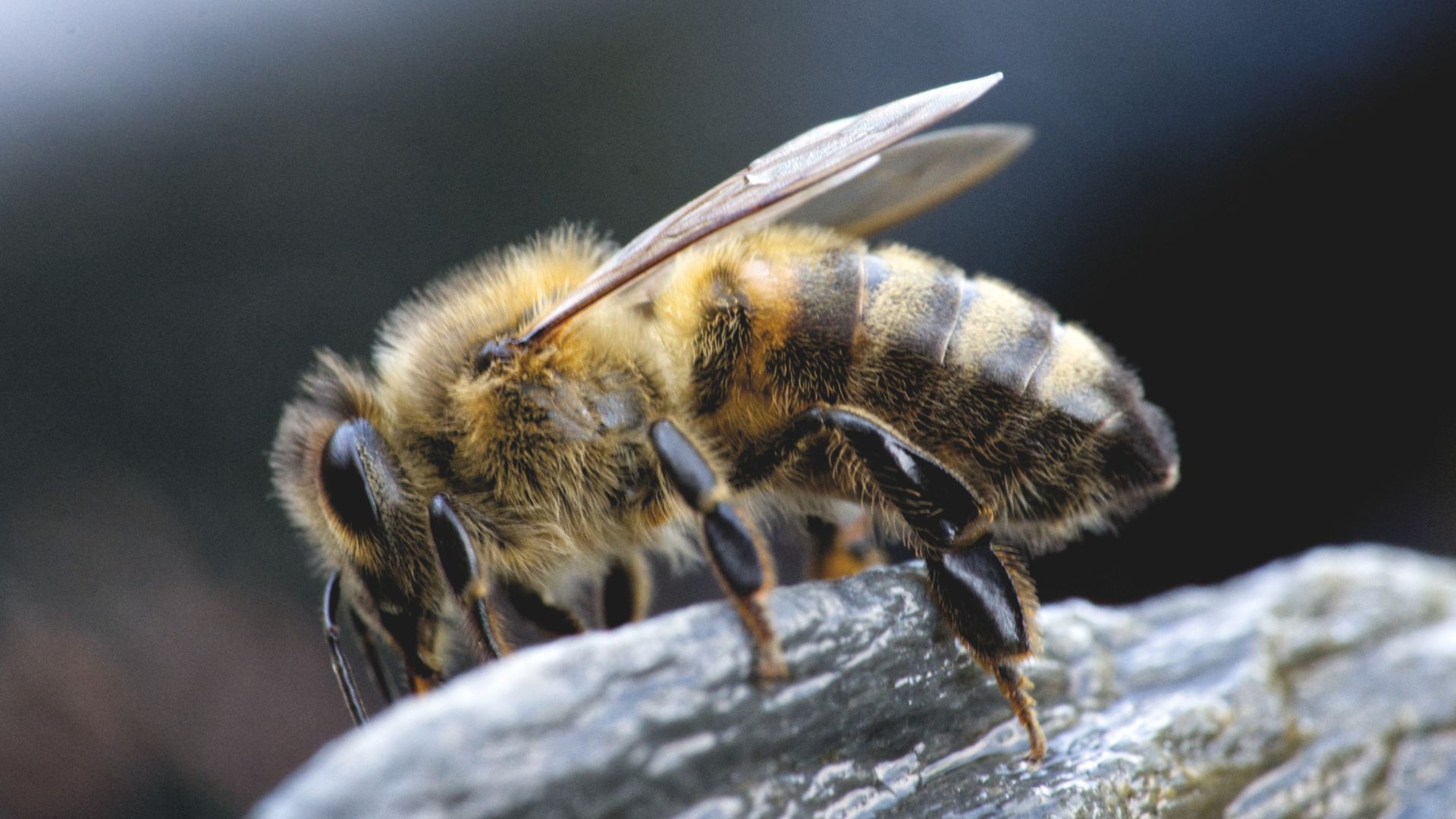 So hilft man Wildbienen im Winter